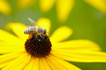 Honeybee on yellow flower