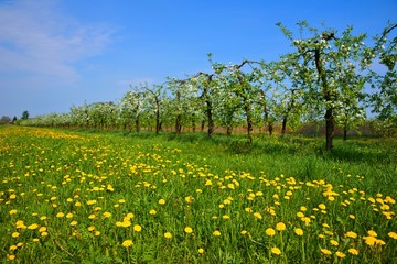 Orchard, blooming apple trees and dandelions, spring