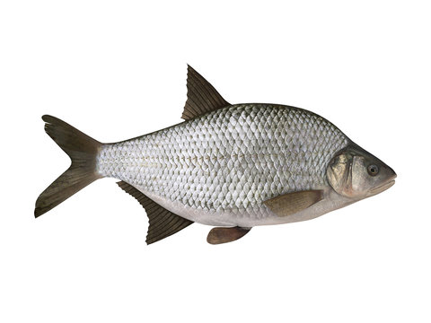 Bream. Isolated on the white background