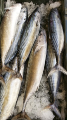 Obraz premium Fresh mackerel fish on sunny Mediterranean market stall-close up