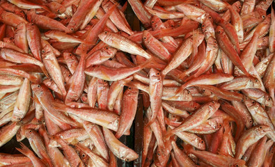 Fresh red mullet fish on sunny Mediterranean market close up