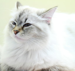 neva masquerade cat, female of siberian breed