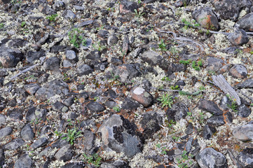 The stony soil.