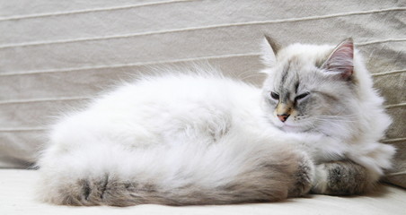 neva masquerade cat, female of siberian breed