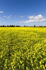 yellow flower landscape