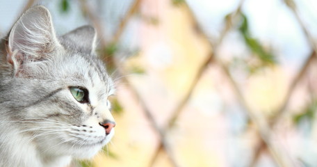 silver cat of siberian breed, female