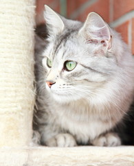 silver cat of siberian breed, female