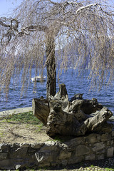 Tree on the Lecco lakeshore color image