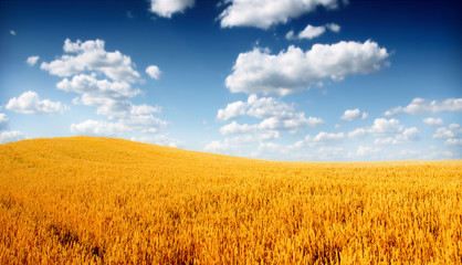 Wheat field against a blue sky - Powered by Adobe