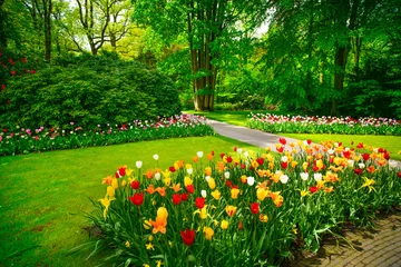 Poster Garden in Keukenhof, tulip flowers and trees. Netherlands © stevanzz