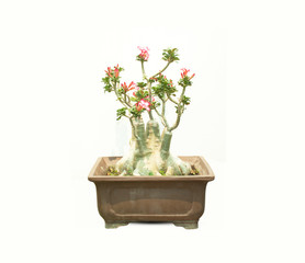 Impala Lily Adenium