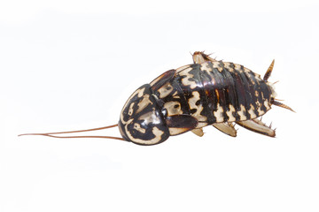 dead cockroach