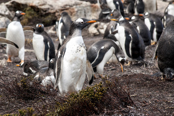 Fototapeta premium Falkland Islands - Gentoo Penguin
