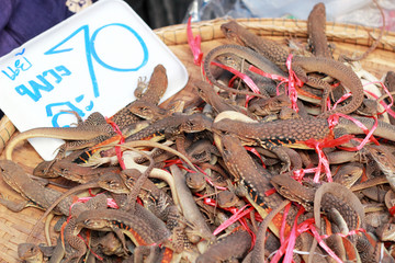 A lot iguana thailand for sale