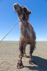 Bactrian camel saddled for riding