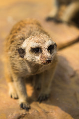Meerkat or Suricate, Suricata suricatta