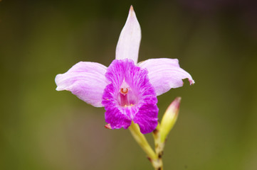 Fleur dans le jardin botanique du Carbet