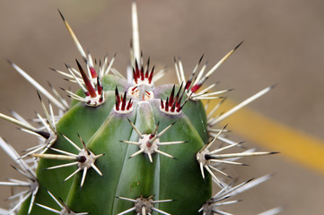 Cactus dans le jardin botanique du Carbet
