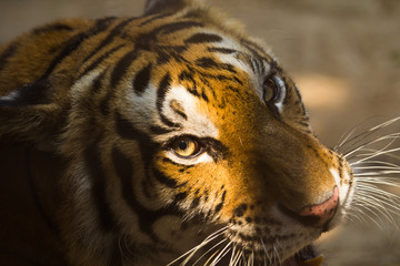 young Sumatran tiger and shadows across the face