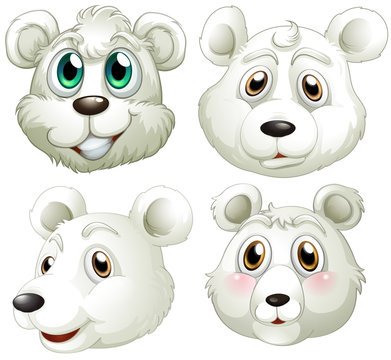 Heads of polar bears