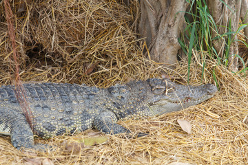 Crocodile