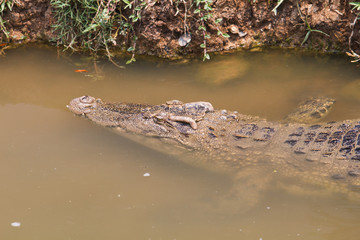 Crocodile
