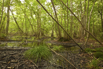 Obraz premium Mittlandskogen, Sweden, wet part, ideal for tics and mosquitos