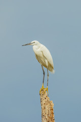 Little egret on the wood in nature of Thailand