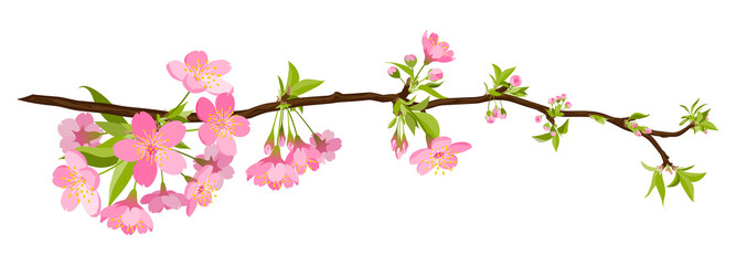 kirschbaum, kirsche, blüte, cherry blossom, bloom, branch, tree
