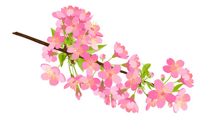 kirschbaum, kirsche, blüte, cherry blossom, bloom, branch, tree