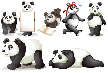 Seven pandas