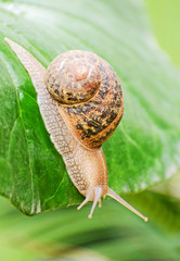Snail crawling on green leaf.