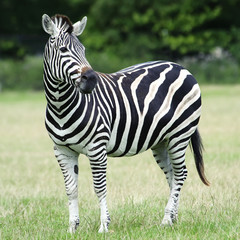 Fototapeta premium Plains Zebra (Equus burchelli chapmani)