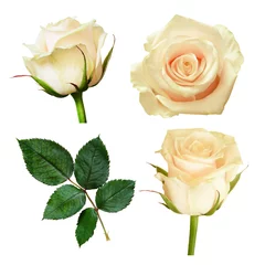 Poster de jardin Roses Ensemble de fleurs roses blanches