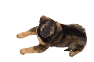 Fototapeta premium fluffy puppy looks