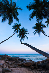 Fototapeta na wymiar Coconut palms on tropical beach at sunset, Sri Lanka