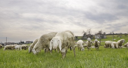 flock of sheep in a meadow