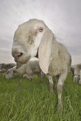 funny sheep ( Ovis aries )