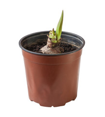 Hippeastrum bulb in a pot