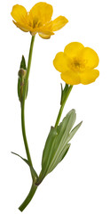 yellow buttercup flowers illustration