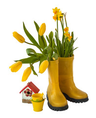 Yellow daffodils, tulips and rubber boots isolated