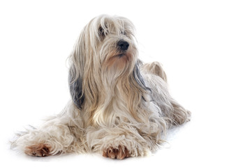 Tibetan terrier