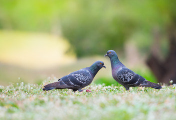 Beautiful couple bird