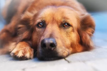 Foto op geborsteld aluminium Hond close-up, van, gemengd ras, hond