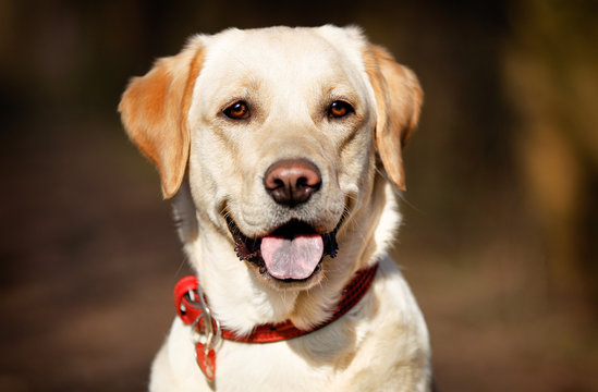 Face of pedigree dog