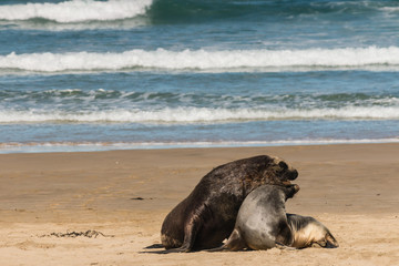 sea lions in courtship