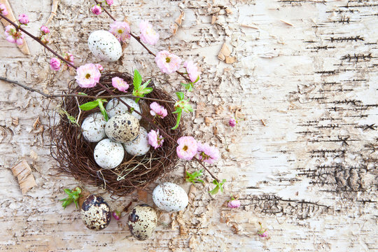 Kleines Osternest mit Wachteleiern