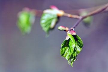 Branch with buds and leaves in spring