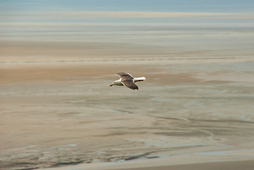 Seagull with fully spread wings flying over Mont Saint Michel