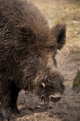 Close-up of muddy head of wild boar